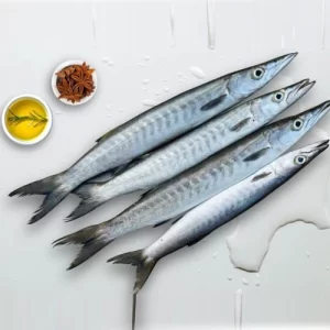 FROZEN BARACUDA WHOLE 10 KG